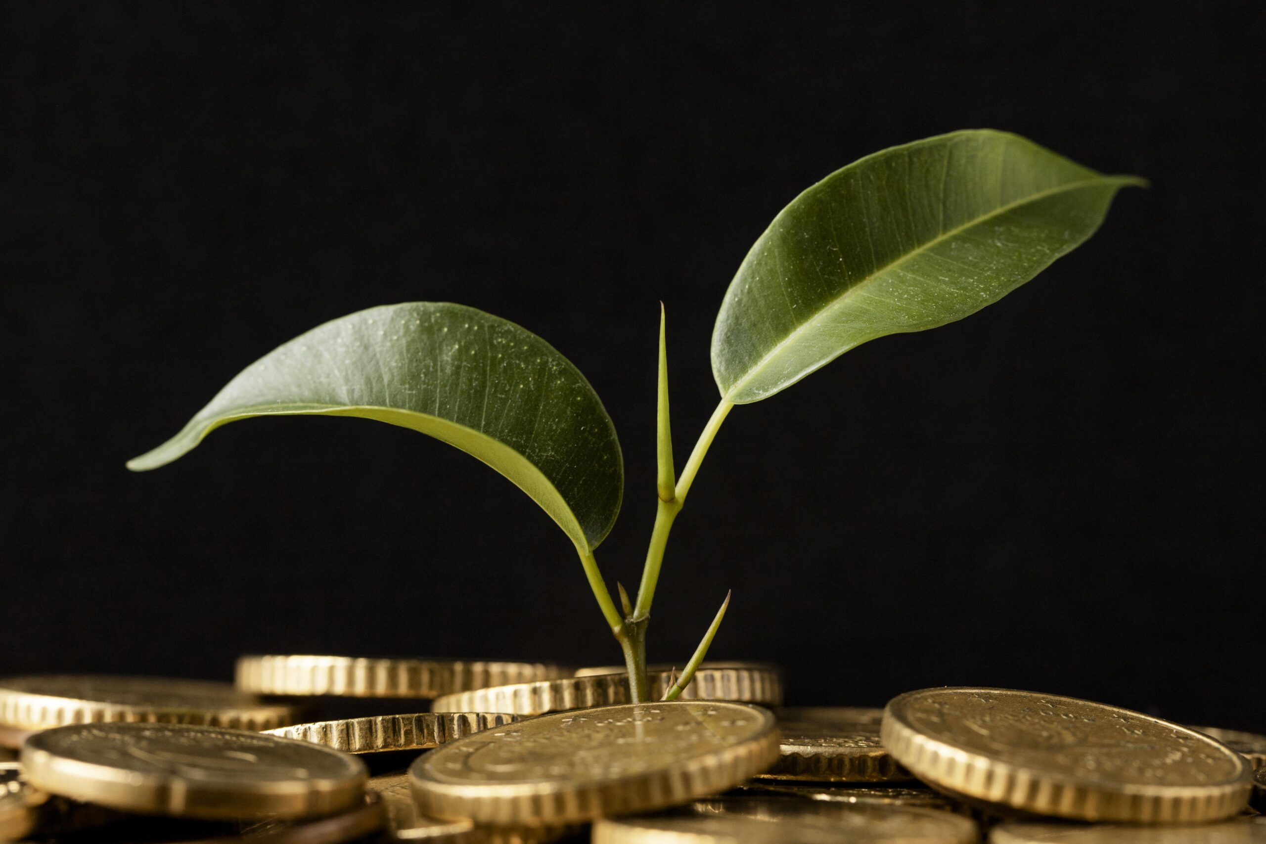 front-view-plant-growing-from-coins
